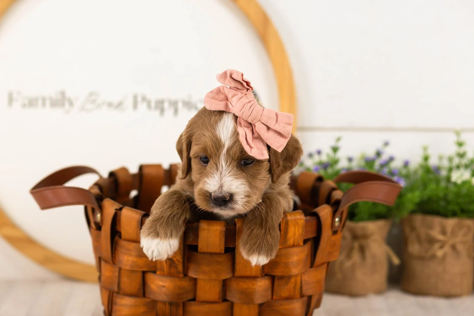 Jan goldendoodle for sale(2).jpg