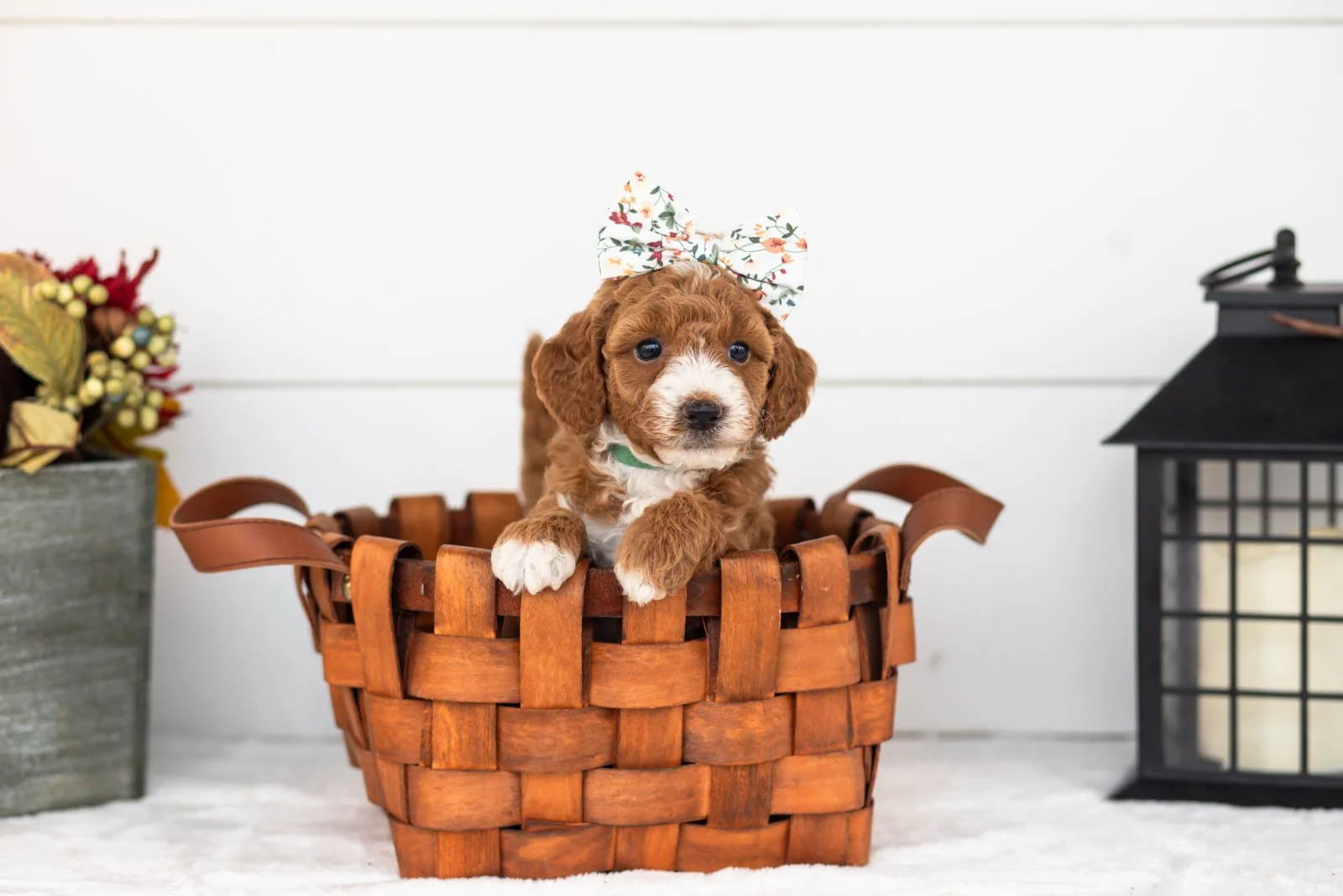 Zenyatta goldendoodle for sale 1.jpg