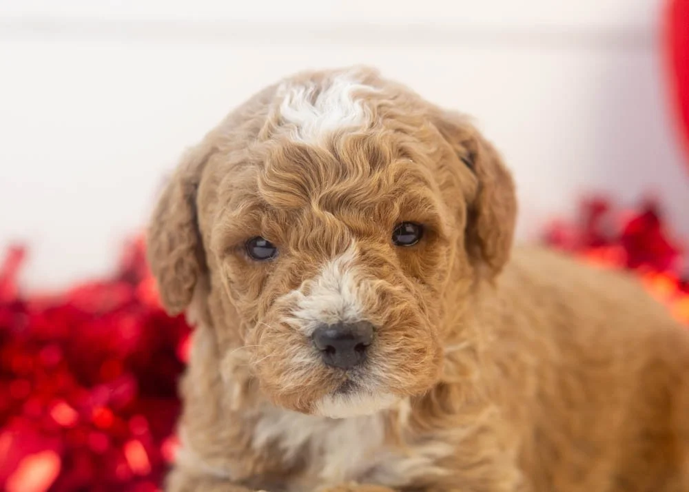 North goldendoodle for sale(3).jpg