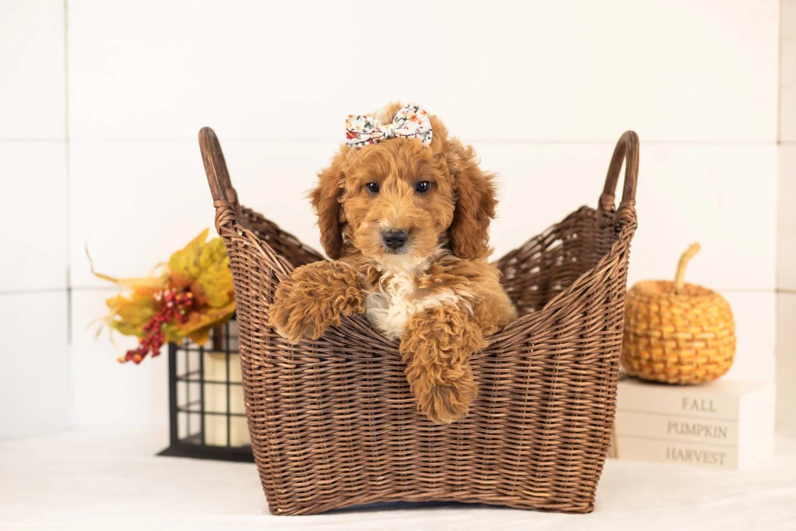 Flora goldendoodle for sale 1.jpg