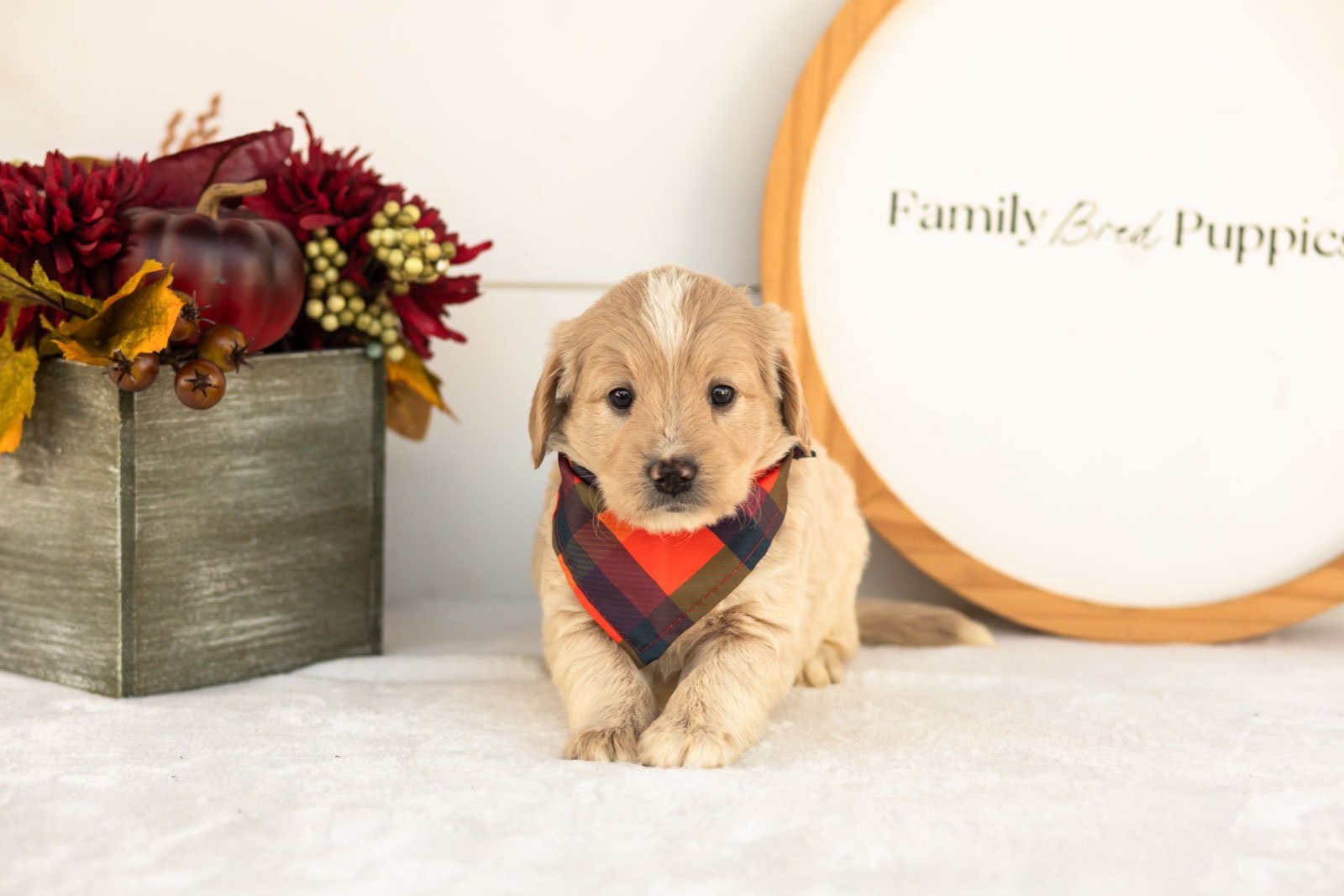 Maverick goldendoodle for sale(1).jpg