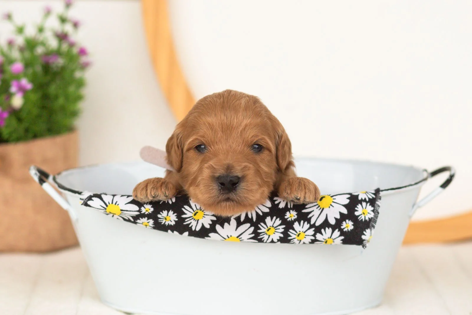 Ember goldendoodle for sale(2).jpg