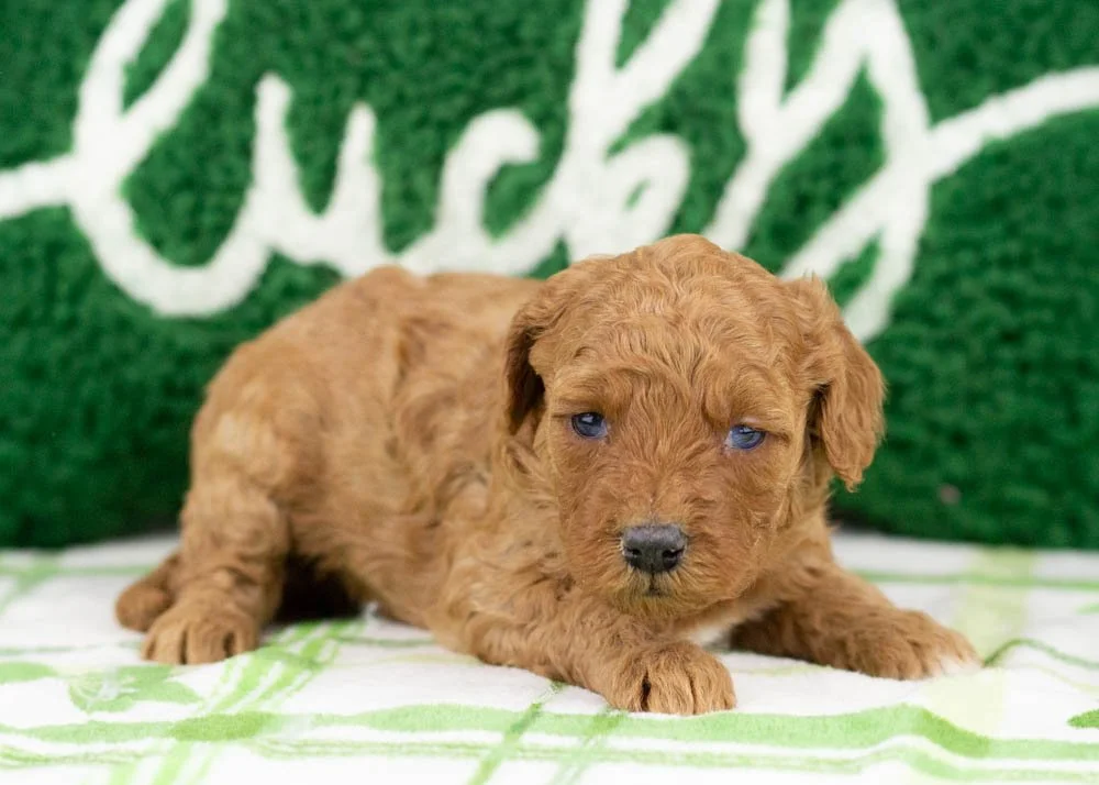 Blossom goldendoodle for sale(2).jpg
