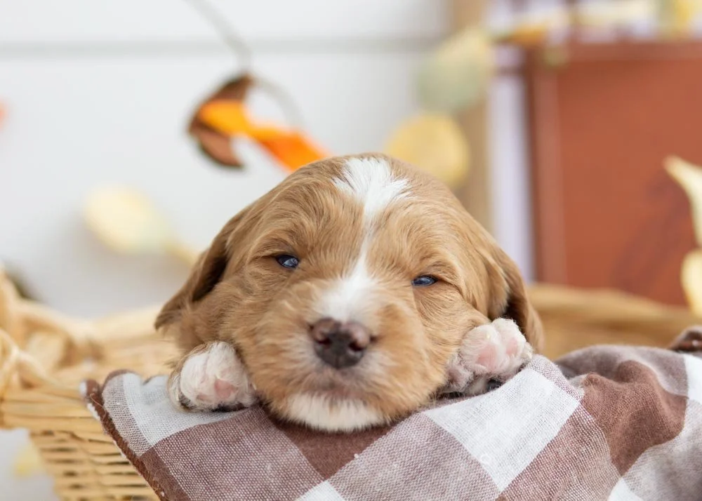 Butter Pecan goldendoodle for sale.jpg