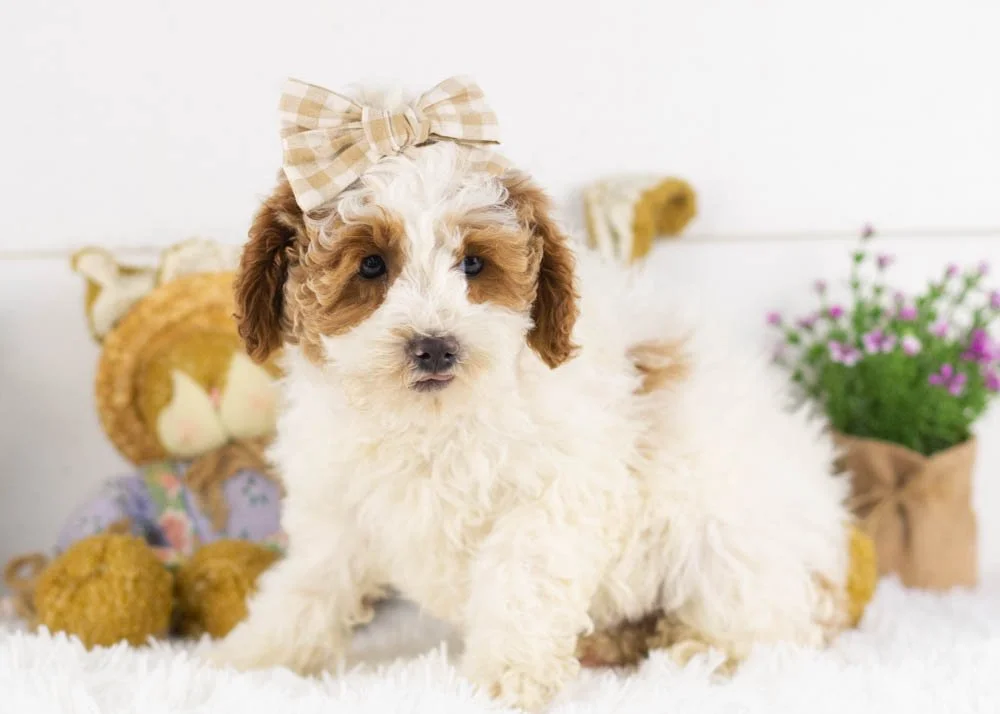 porsche goldendoodle for sale(1).jpg