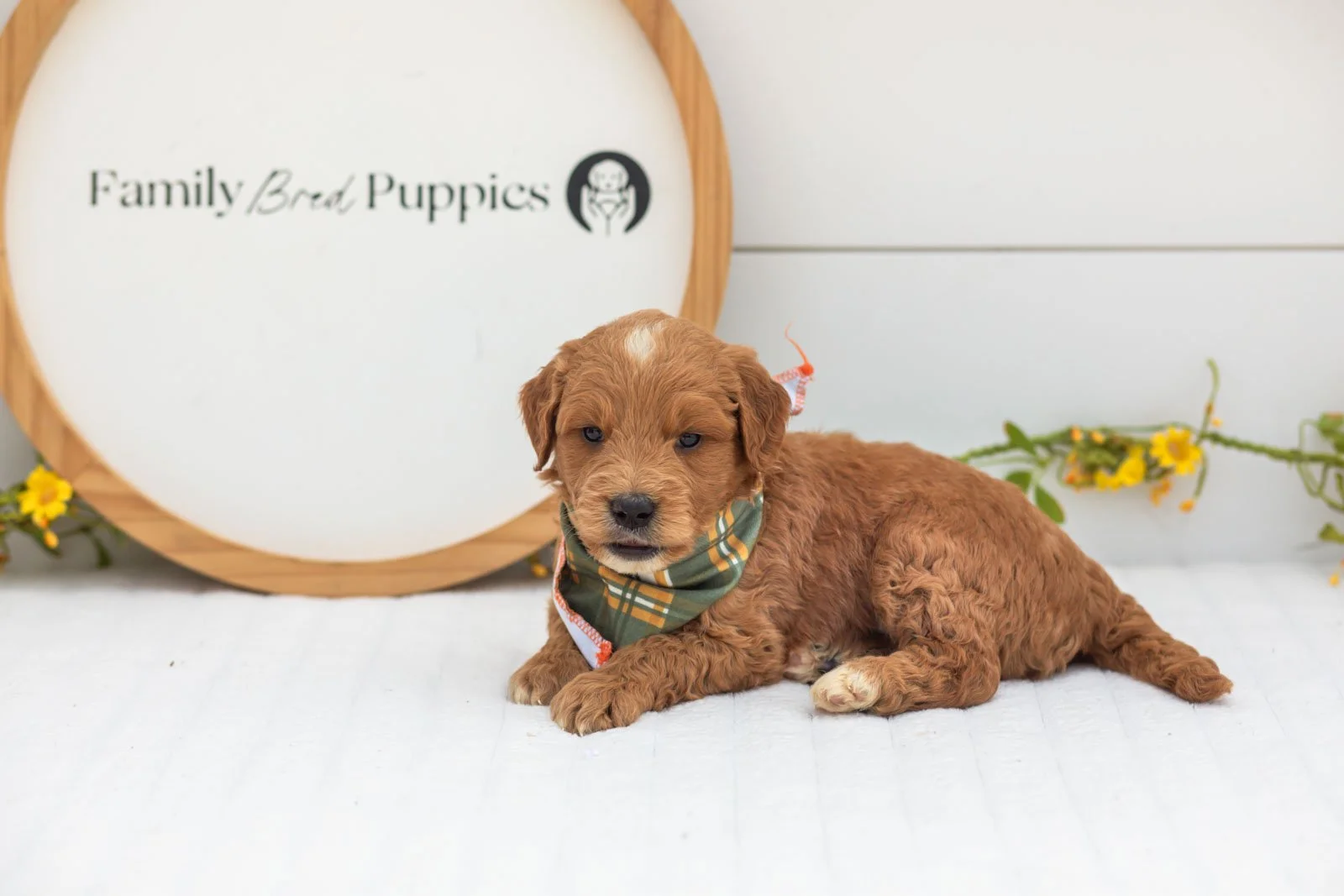 Aspen goldendoodle for sale(1).jpg