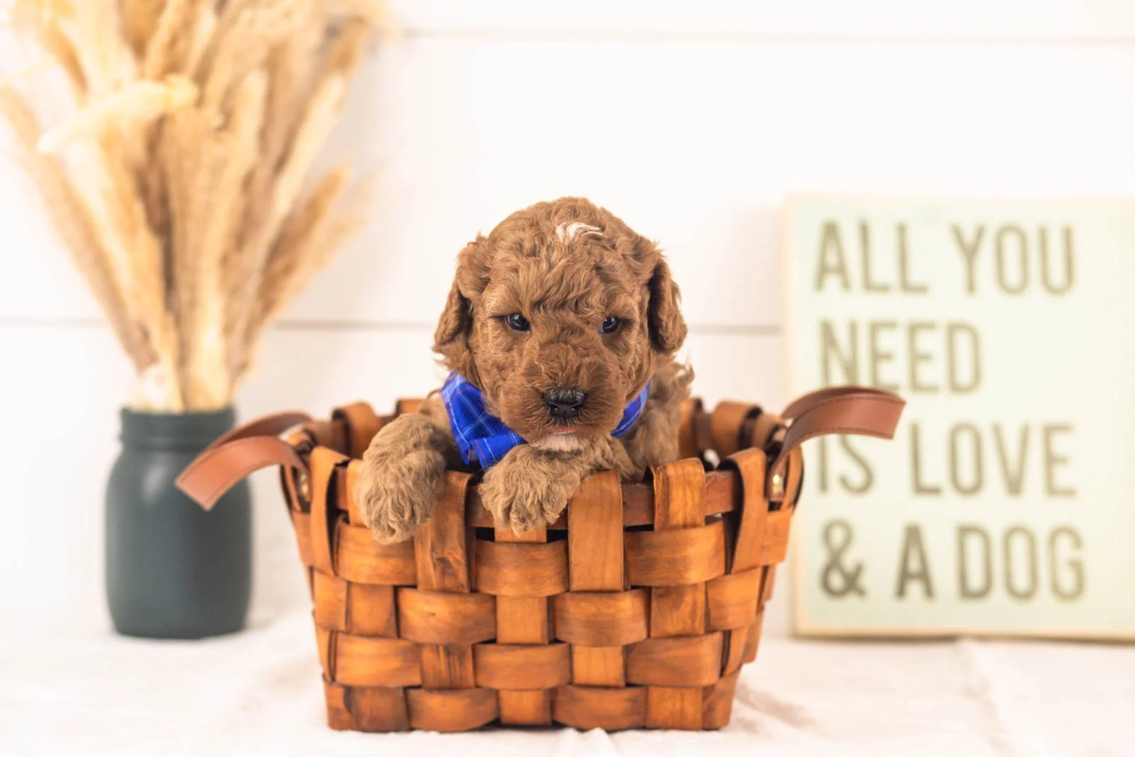 Humperdinck goldendoodle for sale.jpg