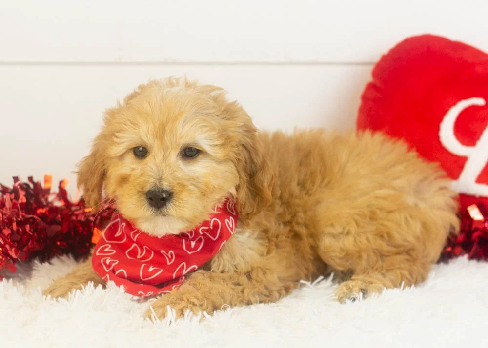 Beau goldendoodle for sale.jpg