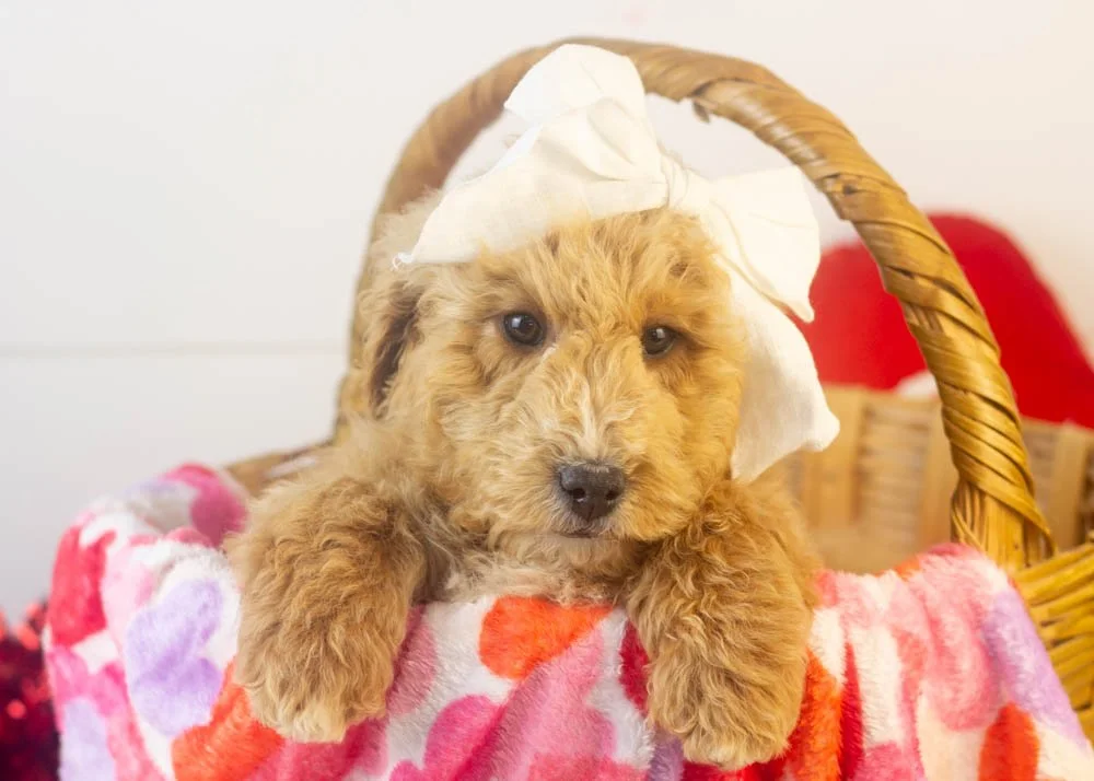fox goldendoodle for sale(1).jpg