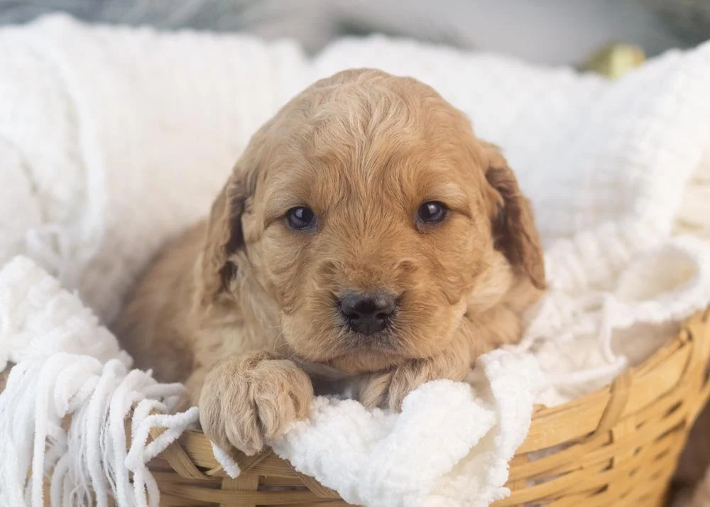 Peter goldendoodle for salw.jpg