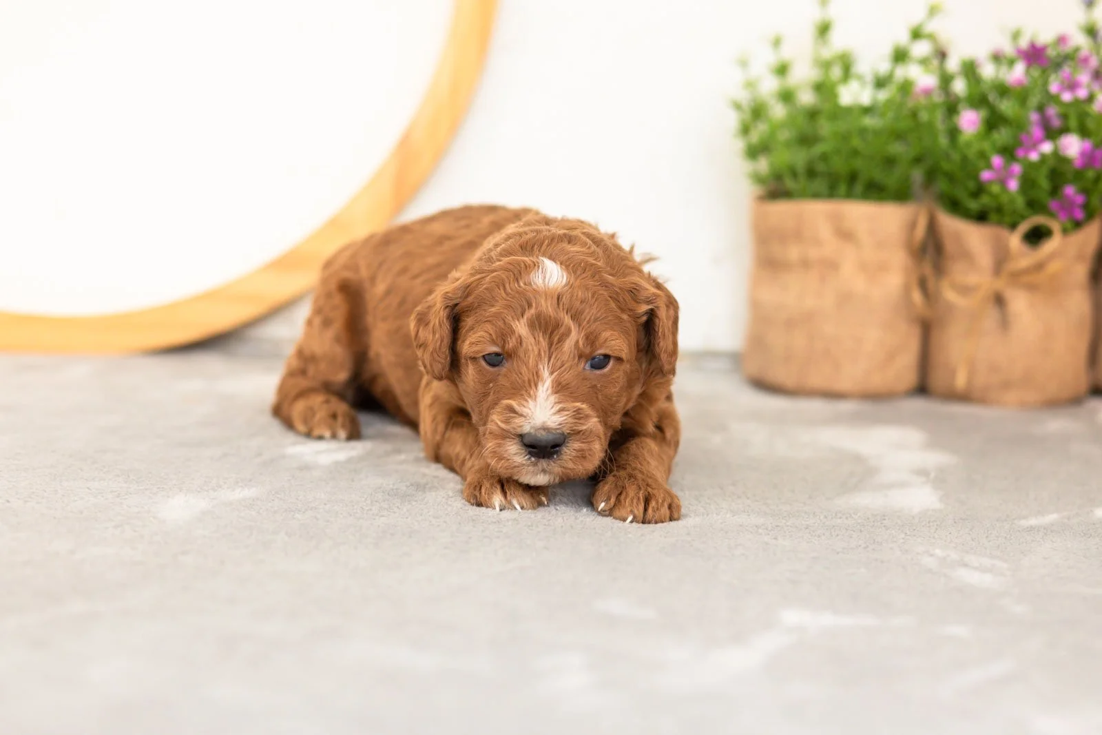 Psyduck goldendoodle for sale(2).jpg