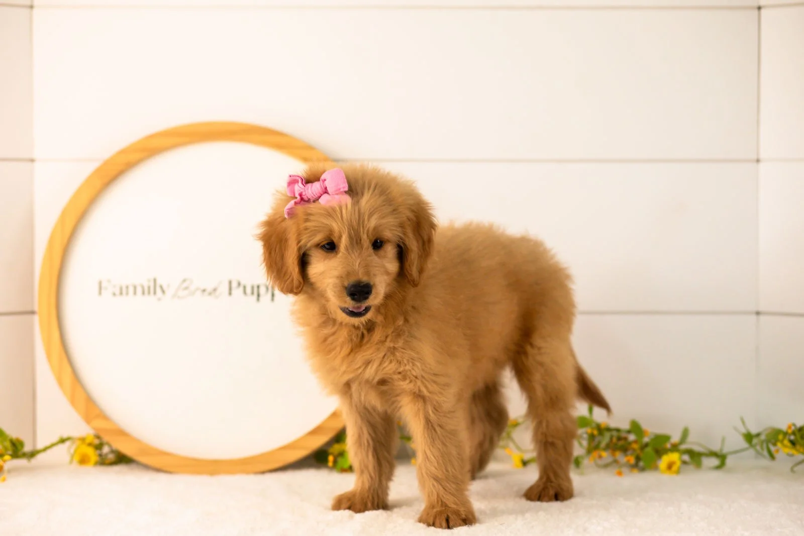 Esme goldendoodle for sale(1).jpg