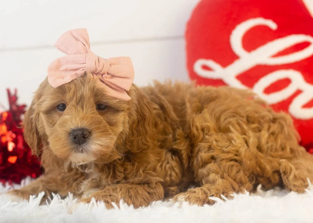 Vienna goldendoodle for sale.jpg