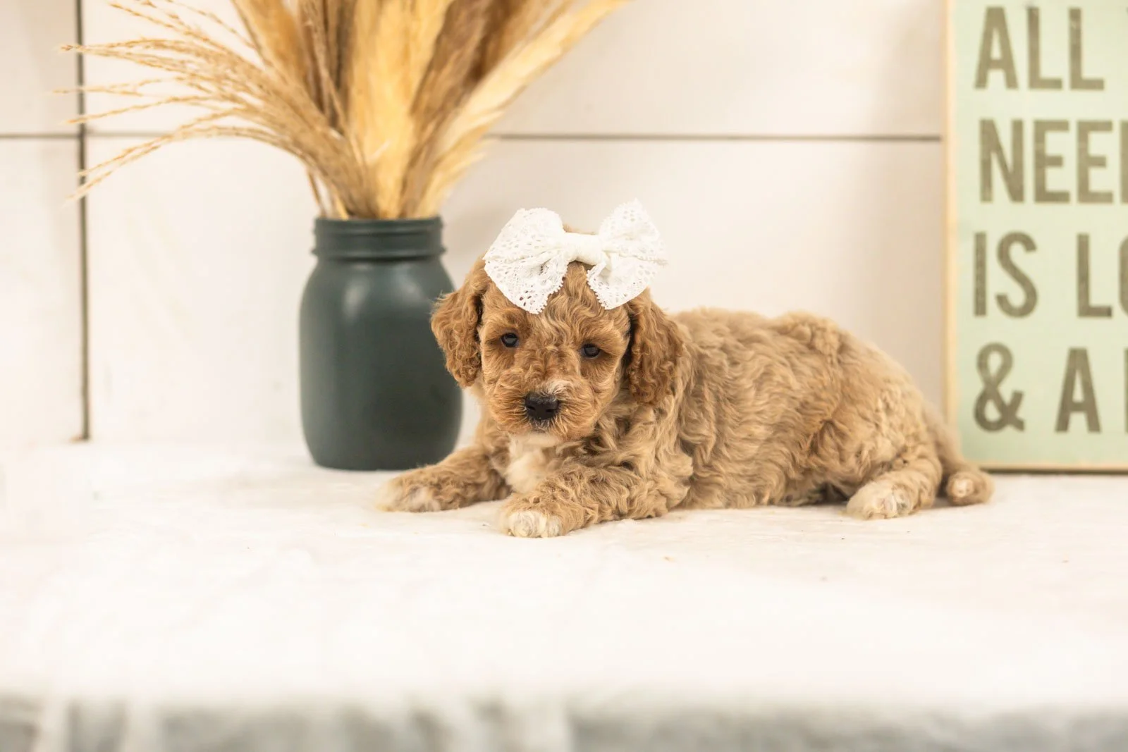 Daisy goldendoodle for sale(1).jpg