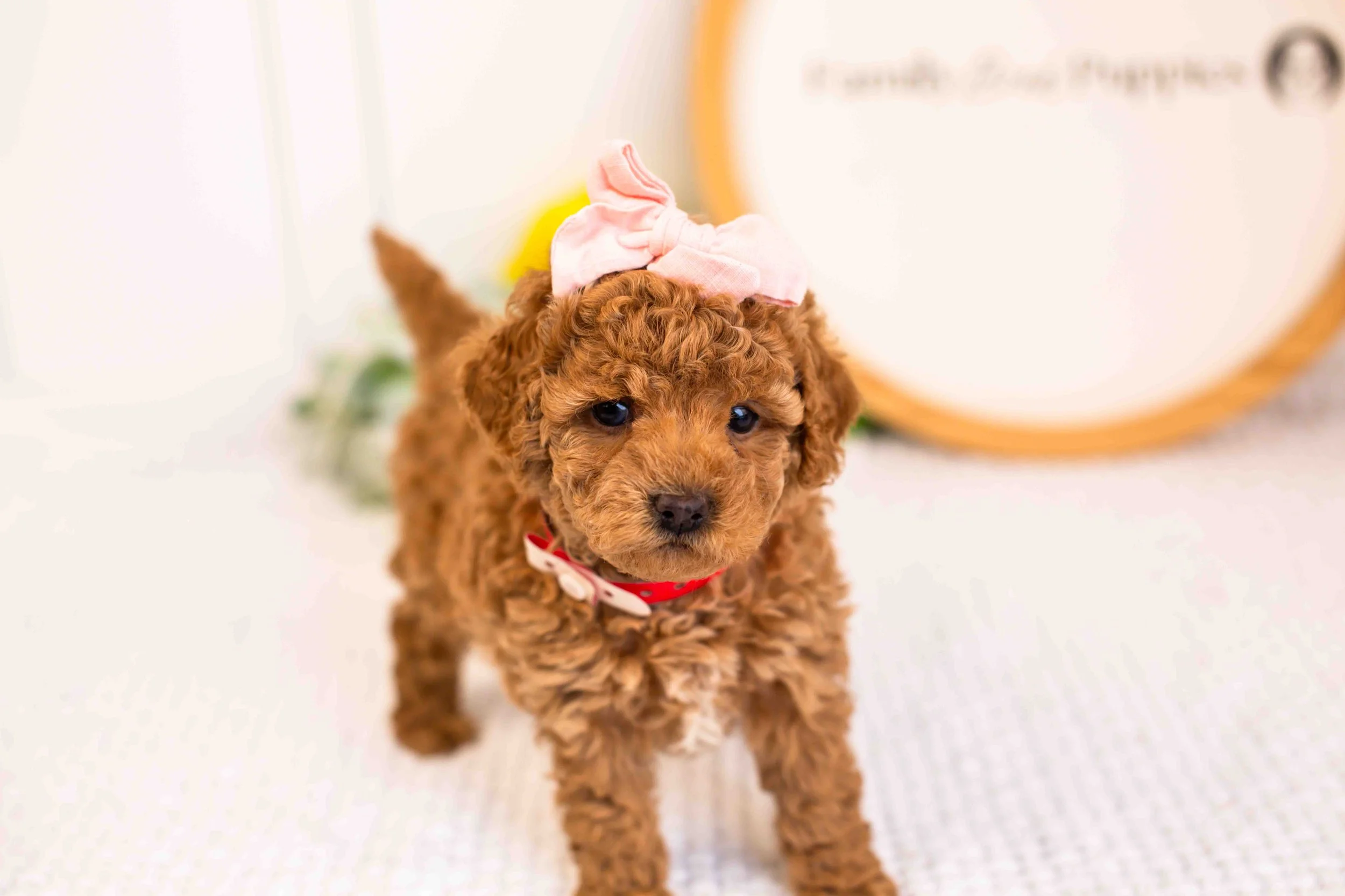 Ariel goldendoodle for sale(3).jpg