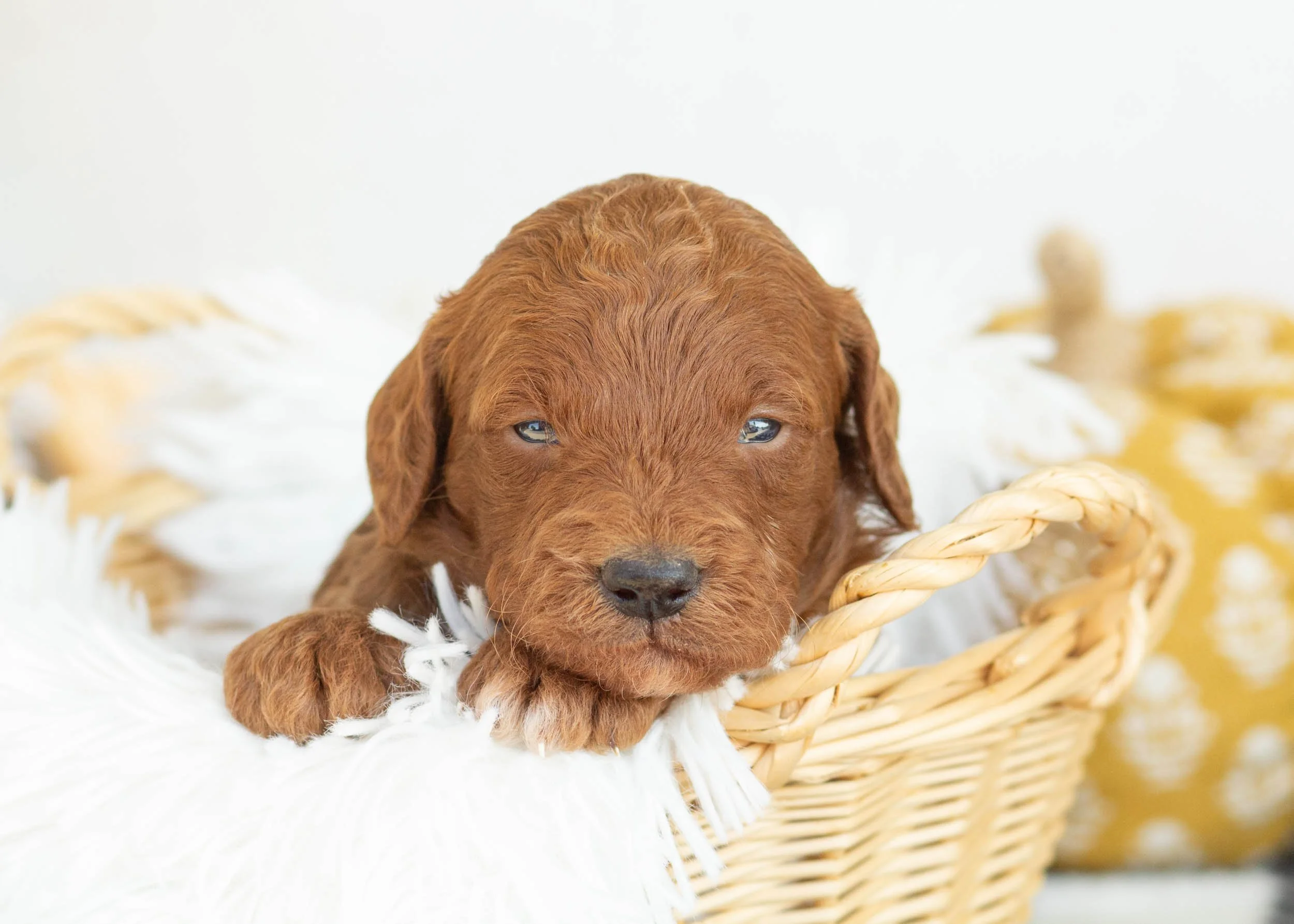 goldendoodle for sale Red Delicious.jpg