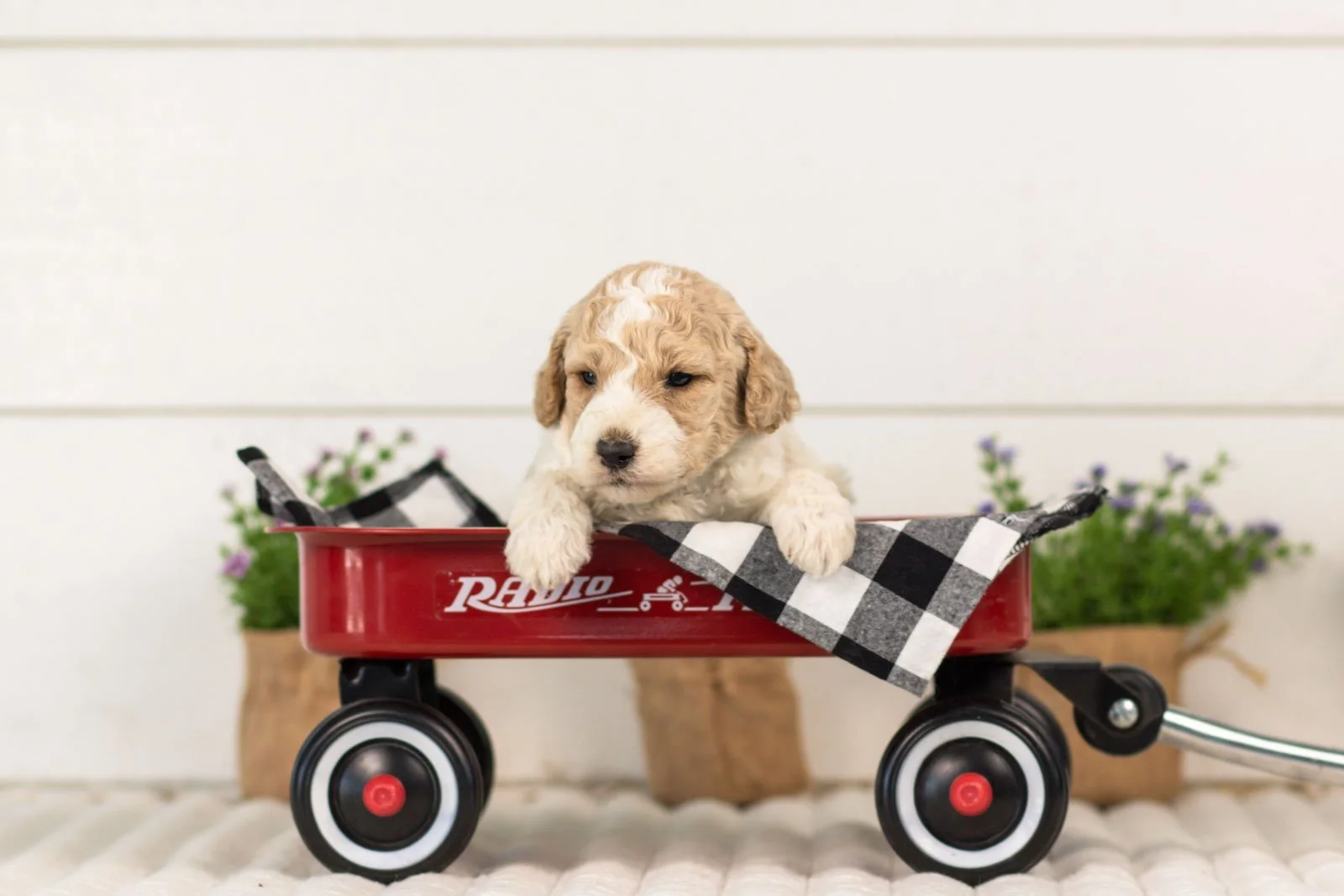 Dirby goldendoodle for sale(4).jpg