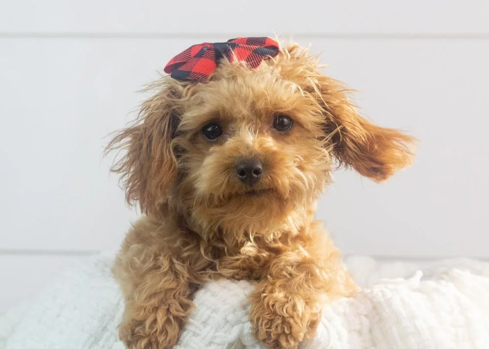 Vonda 6-30-25 Olive 4.70-2.jpg