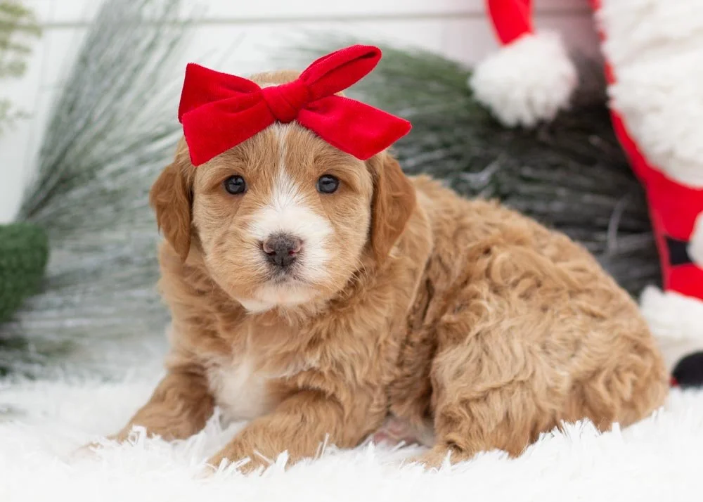 Cranberry goldendoodles for sale(3).jpg