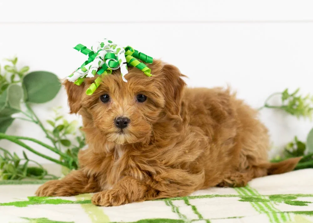 Doug 12-20-25 Eleven 2. 12oz-3.jpg