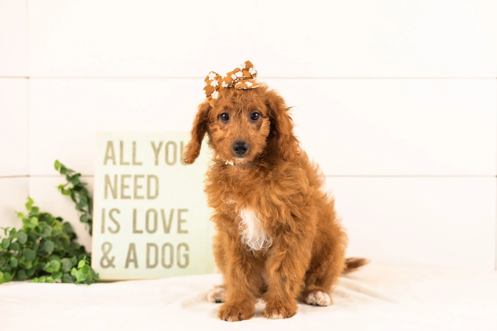 Lexy goldendoodle for sale.jpg