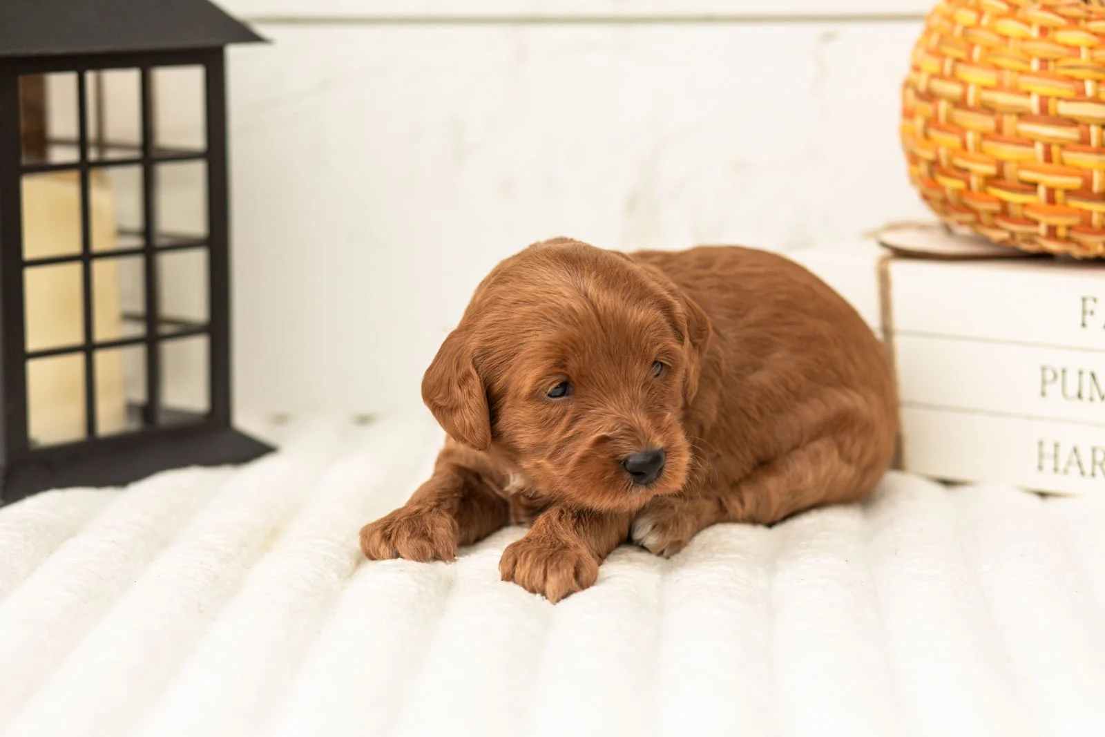 Blanche goldendoodle for sale 4.jpg