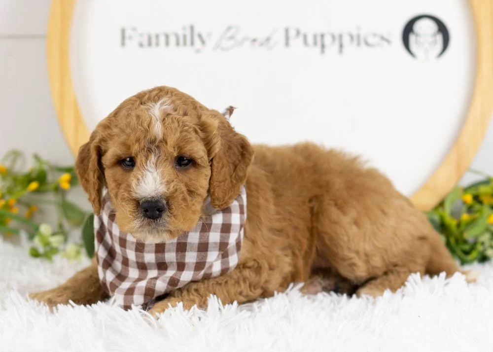 Snowball goldendoodle for sale(3).jpg