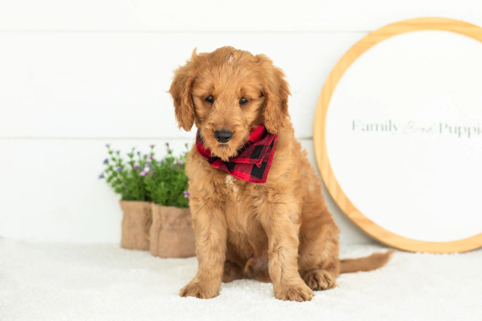 Phil goldendoodle for sale(1).jpg