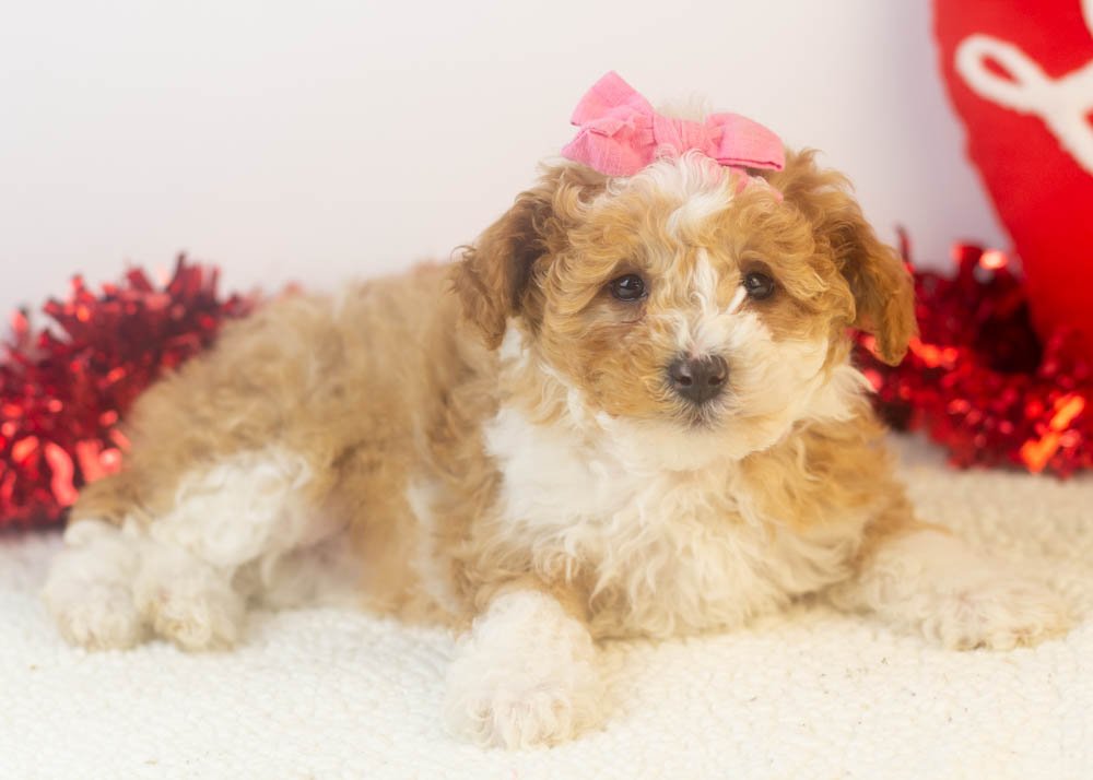 Denali goldendoodle for sale..jpg