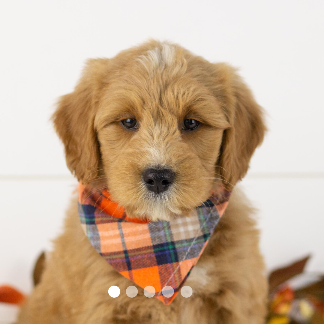 Copy of FBP Design.png