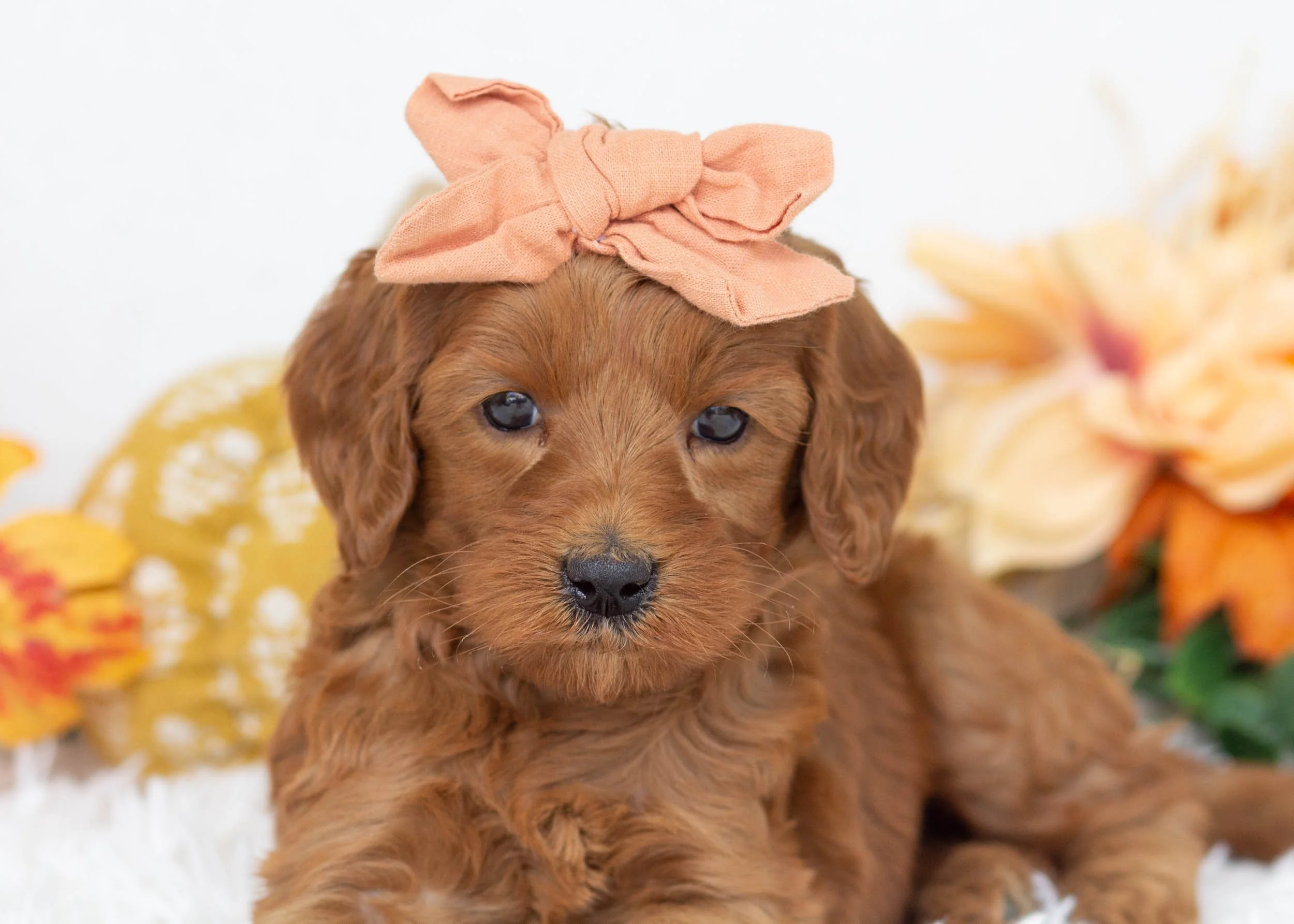Tee goldendoodle for sale.jpg