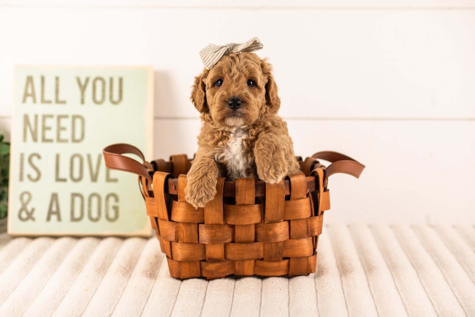 Ikia goldendoodle for sale(1).jpg