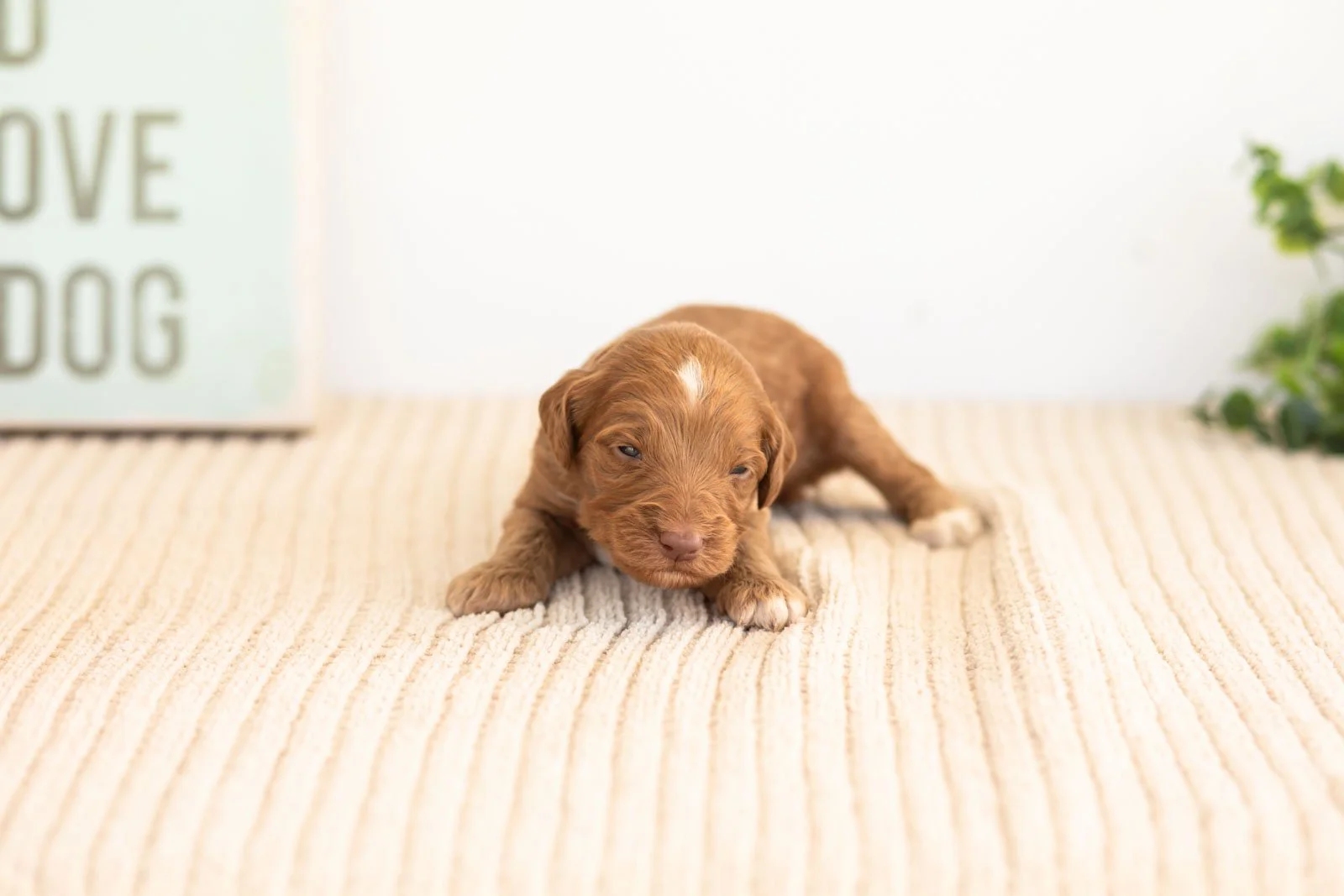 Ozark goldendoodle for sale(4).jpg