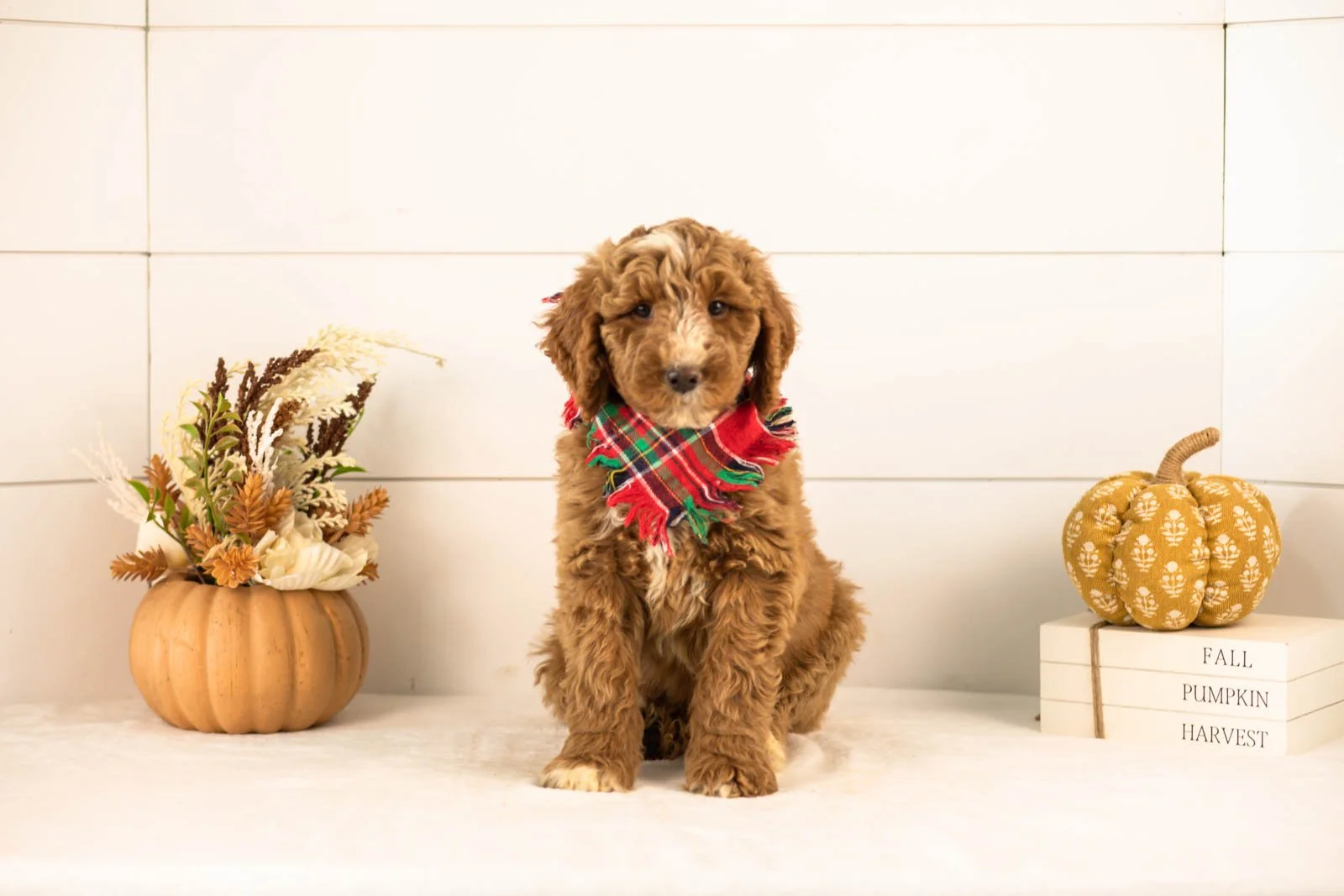 Alps goldendoodle for sale 4.jpg