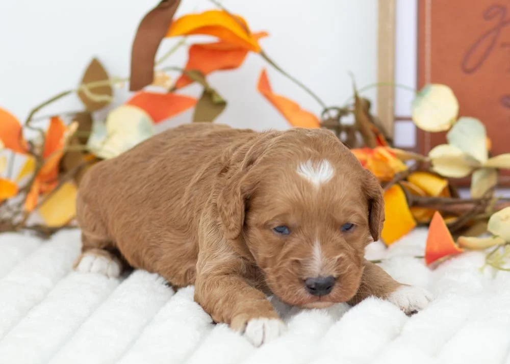Hazelnut goldendoodle for sale(3).jpg