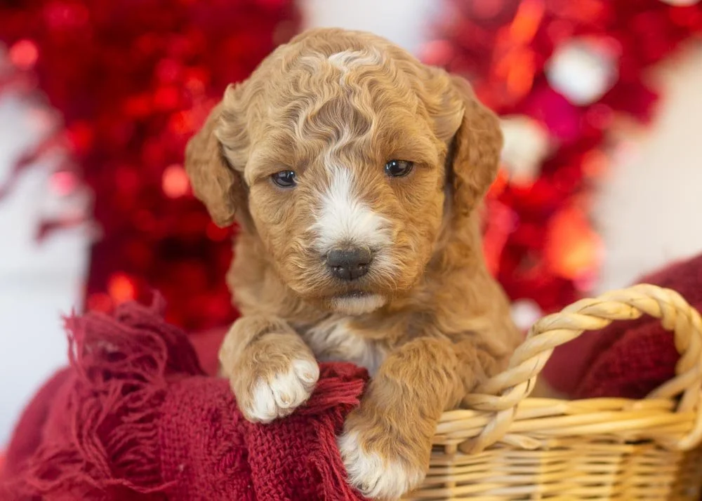 goldendoodle for sale