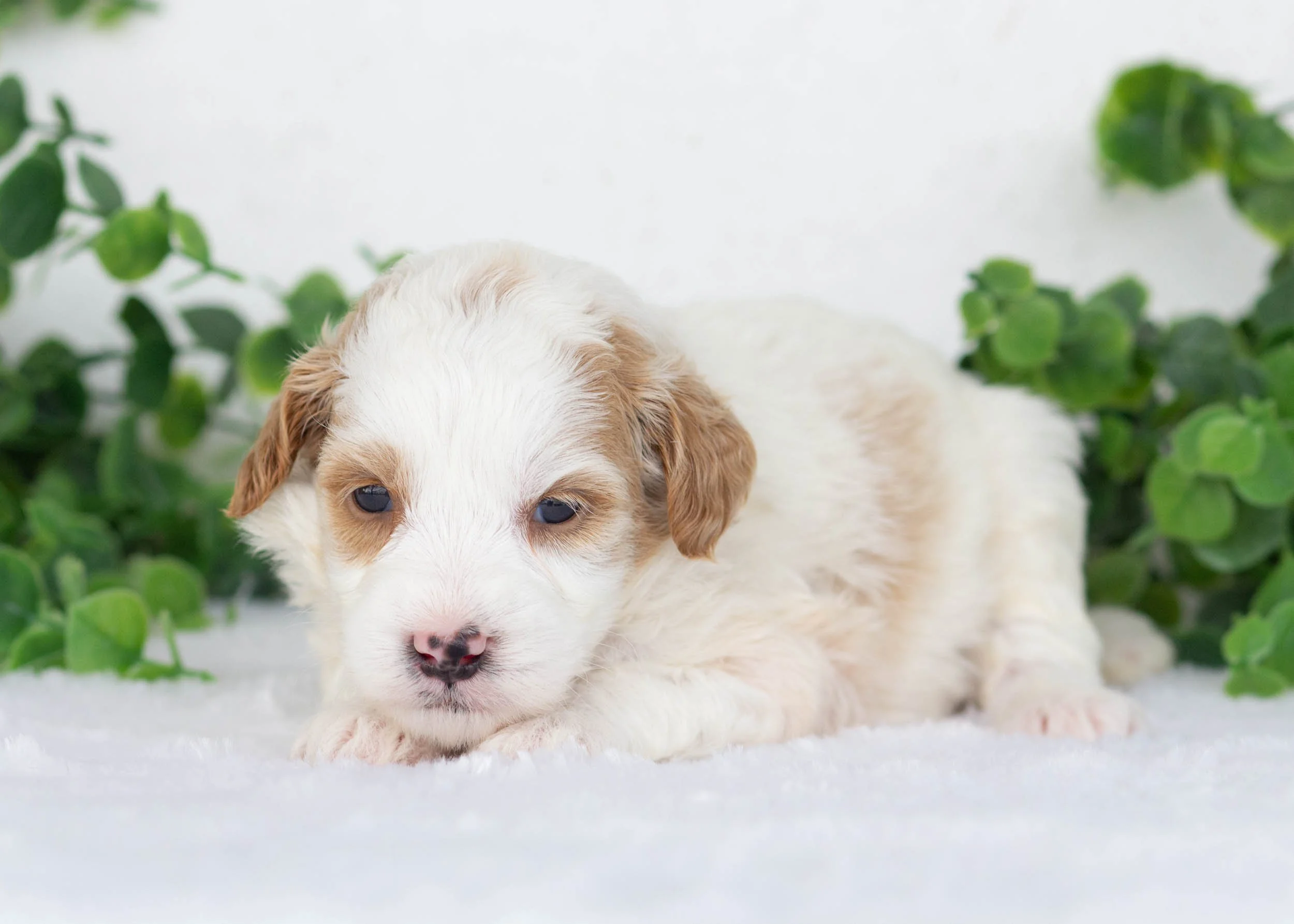 Marley goldendoodle for sale.jpg