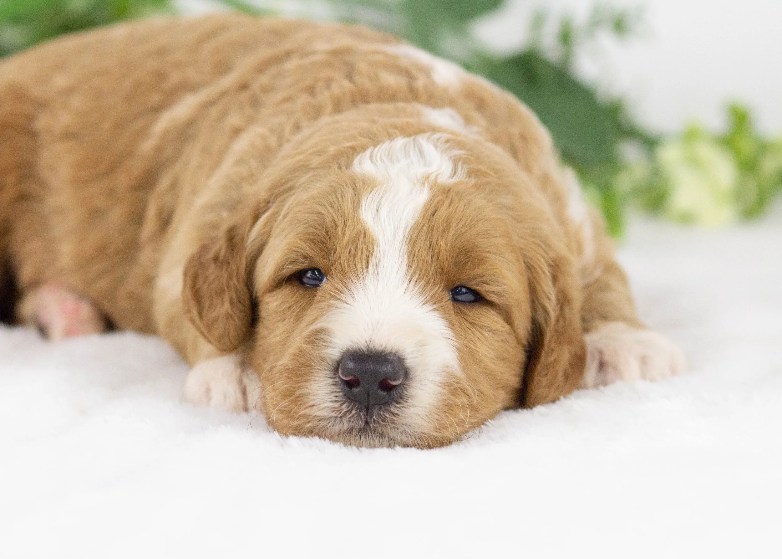 Eagle goldendoodle for sale(1).jpg