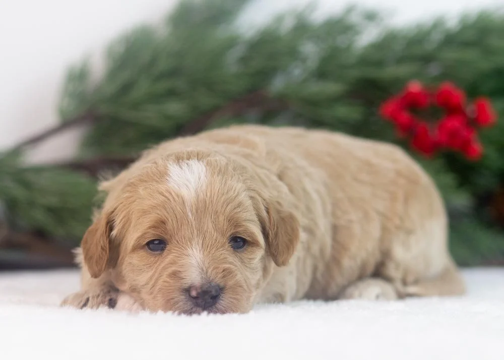 Onyx goldendoodle for sale.jpg