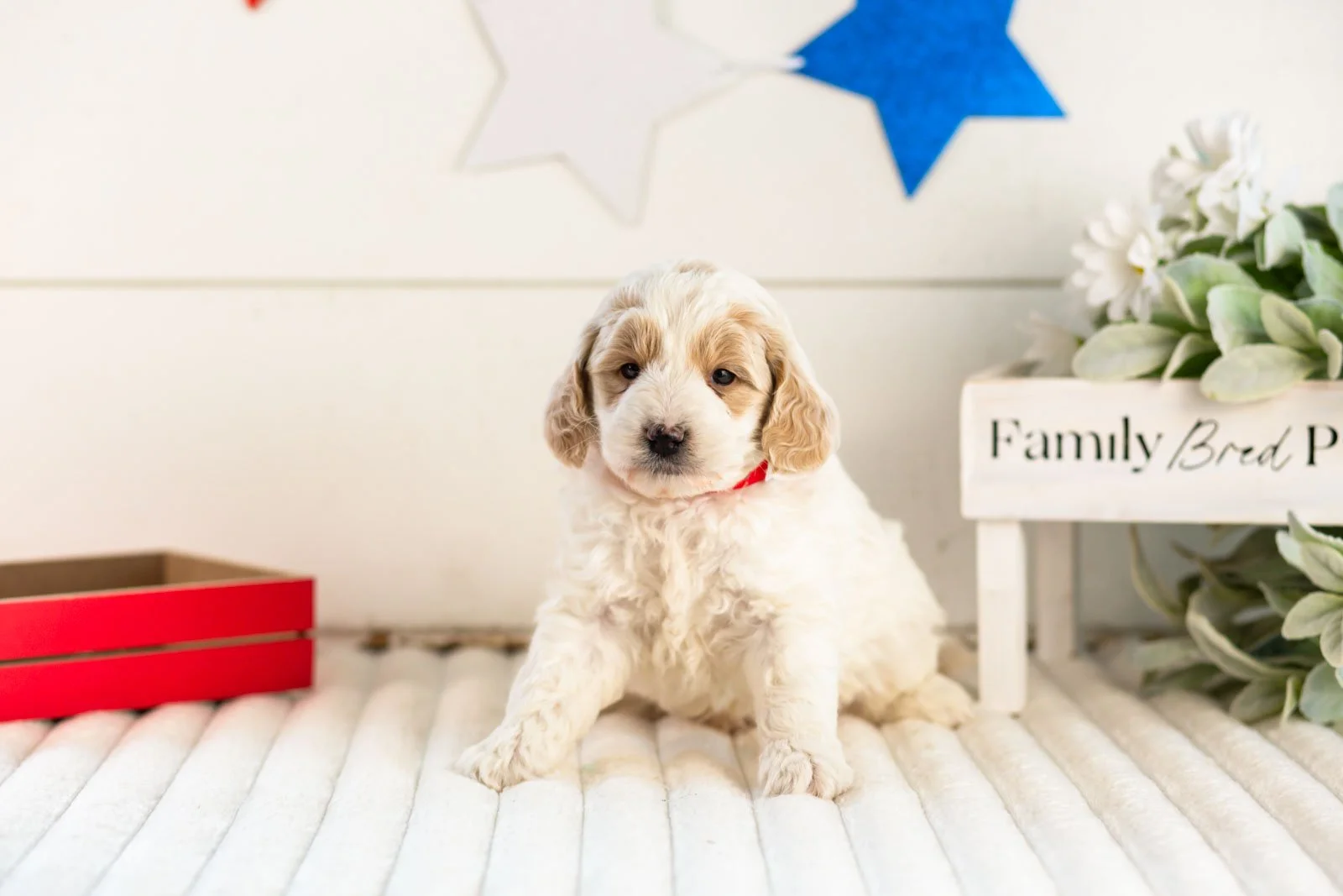 Jasper goldendoodle for sale(2).jpg