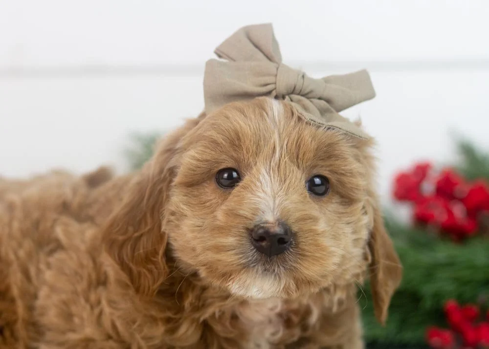 elphaba goldendoodle for sale(1).jpg