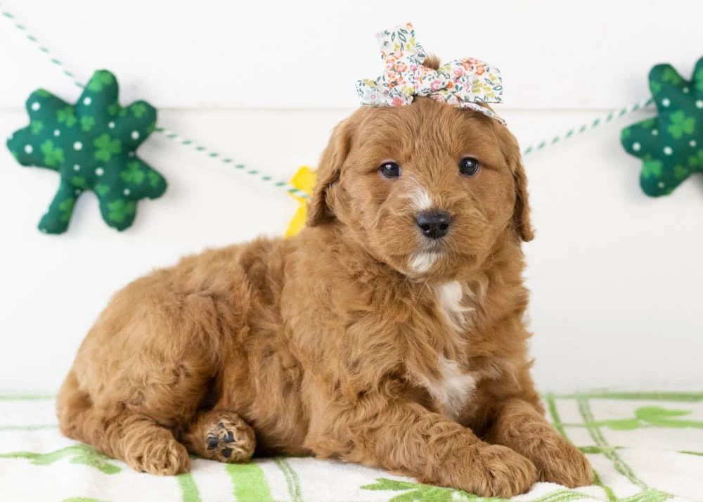 Chai goldendoodle for sale.jpg