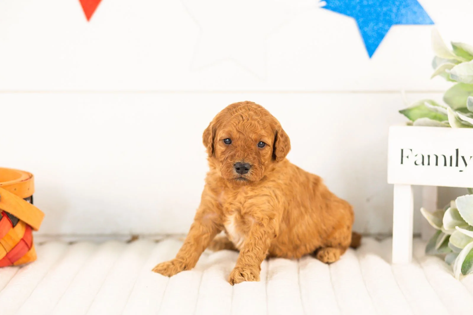 Savannah goldendoodle for sale(2).jpg