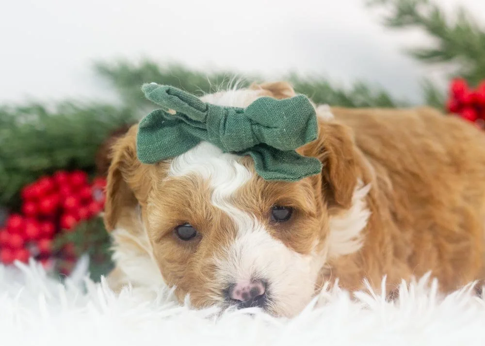 Denalli goldendoodle for sale(2).jpg