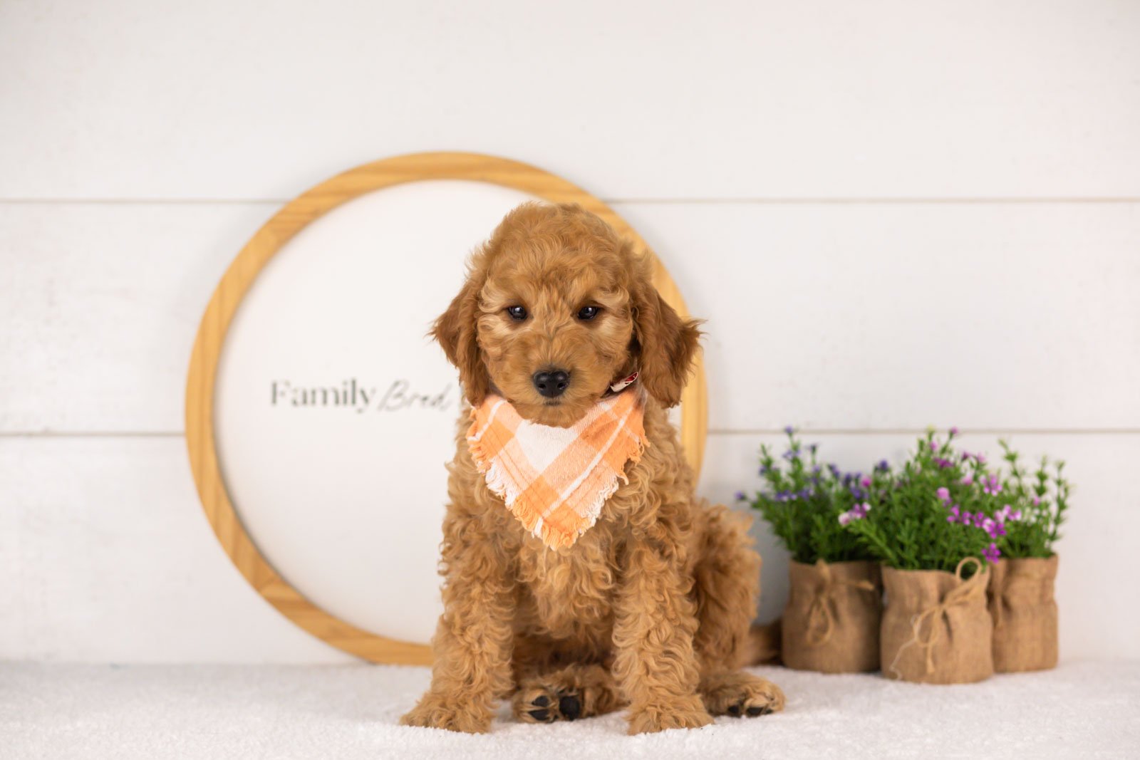 Rainer goldendoodle for sale(2).jpg