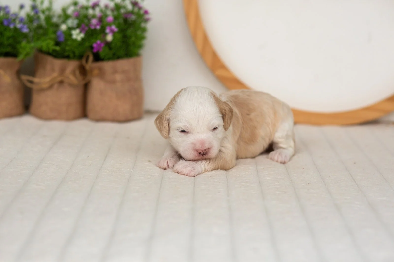 Flash goldendoodle for sale.jpg