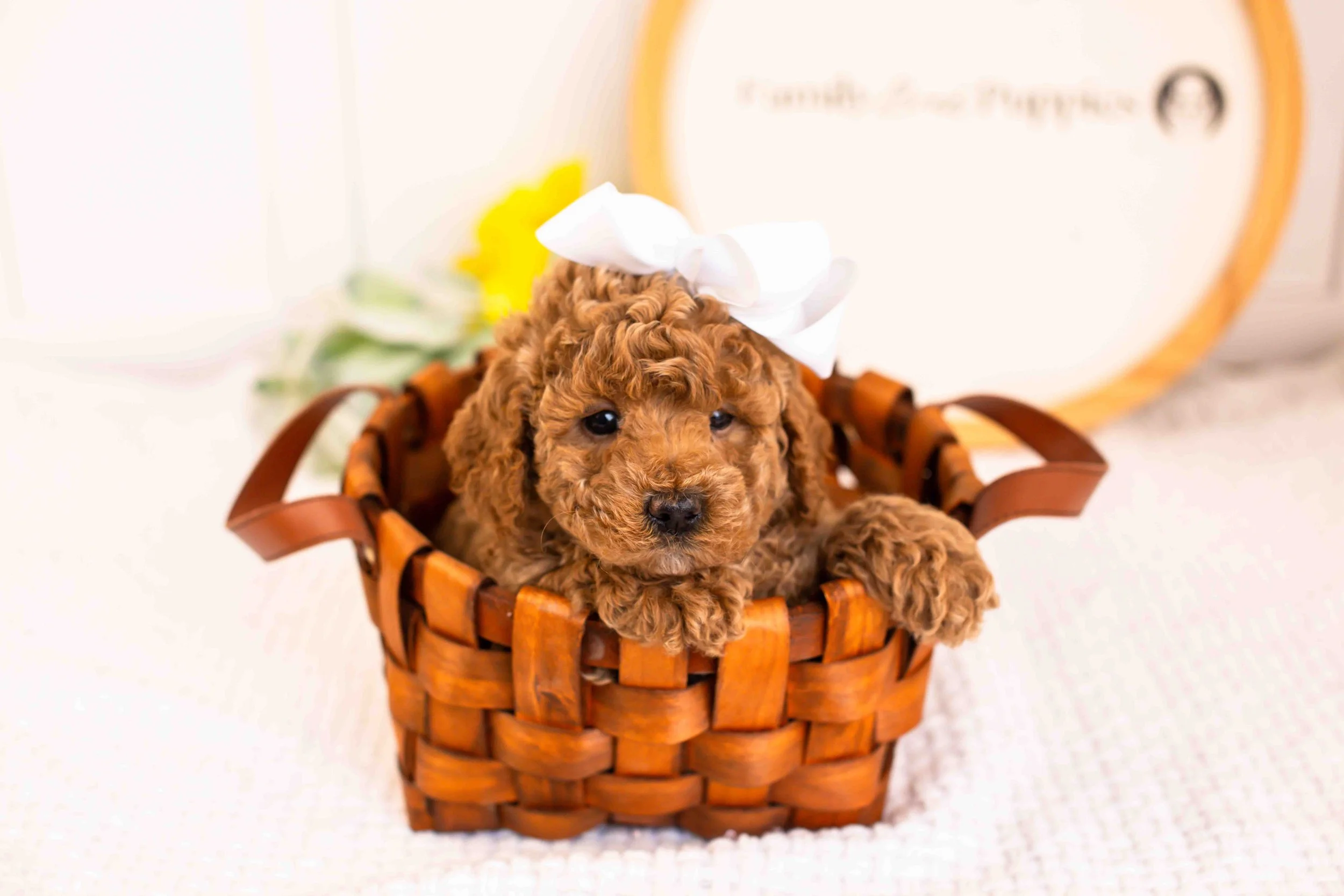 Jasmine goldendoodle for sale(3).jpg