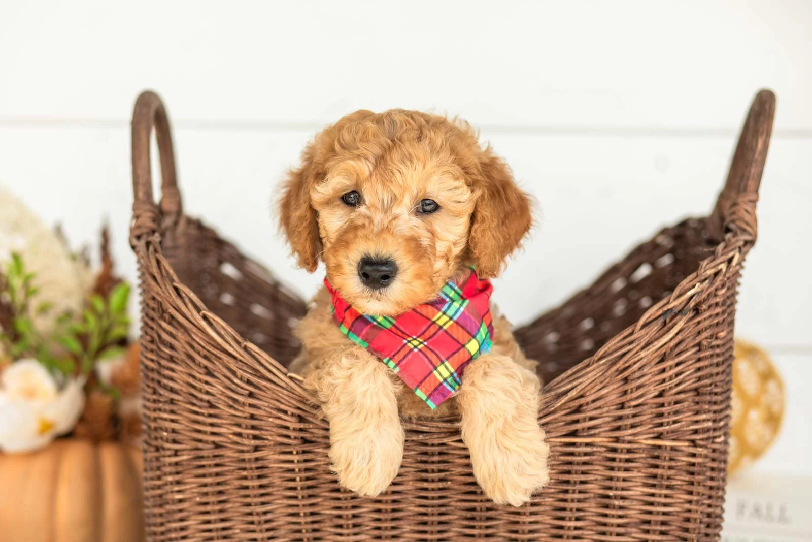 Jasper goldendoodle for sale 1.jpg
