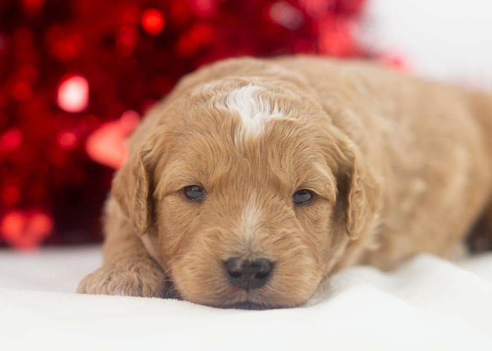 Heath goldendoodle for sale(3).jpg