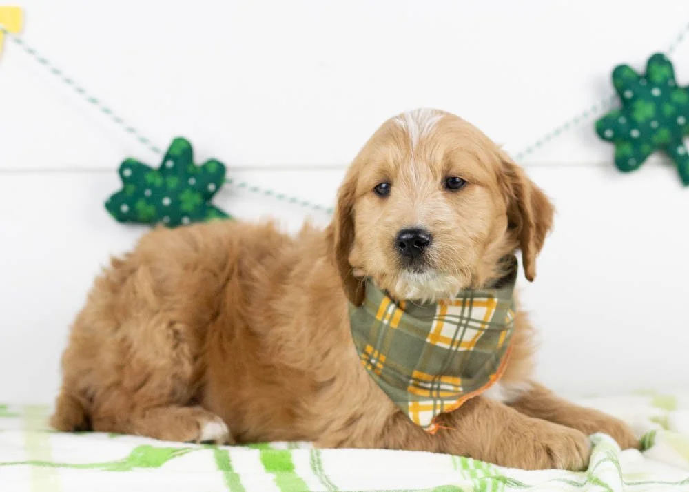 Hershey goldendoodle for sale(1).jpg